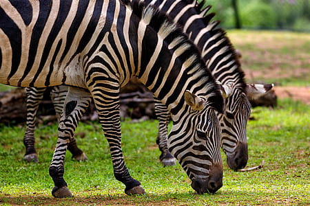 Photography of Two Zebra Eating Grass thumbnail