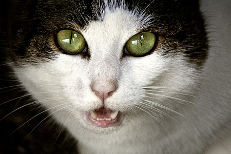 shallow focus photography of white and black cat face thumbnail