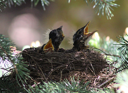 three chicks in brown nest thumbnail