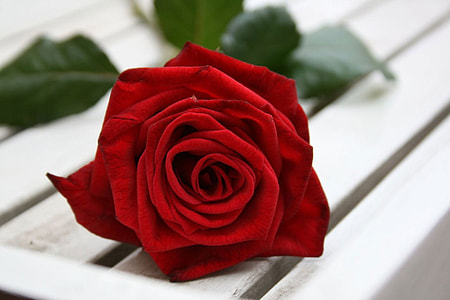 closeup photography of red rose on white wooden surface thumbnail