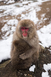 brown and red baboon during daytime thumbnail