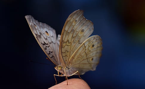 gray butterfly perched on person's finger thumbnail