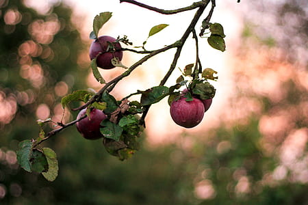 closeup photography of apple tree thumbnail