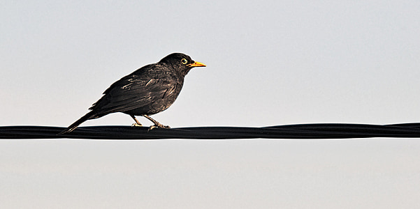 brown and black sparrow perched on black cable thumbnail