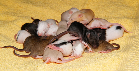 group of mice thumbnail
