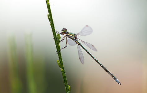 green and black dragonfly in close-up photography thumbnail