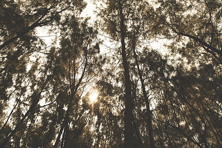 low angle photography of forest tree thumbnail