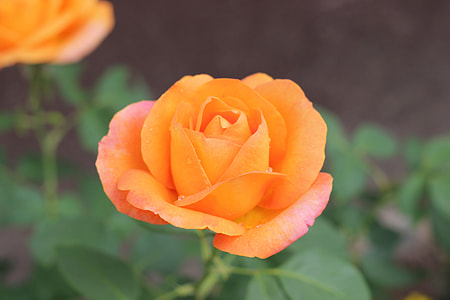 Orange Rose Golden Medal, Blooming thumbnail