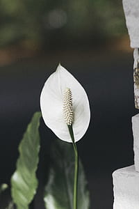 closeup photo of white plant thumbnail