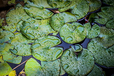 green leaf plants on water thumbnail