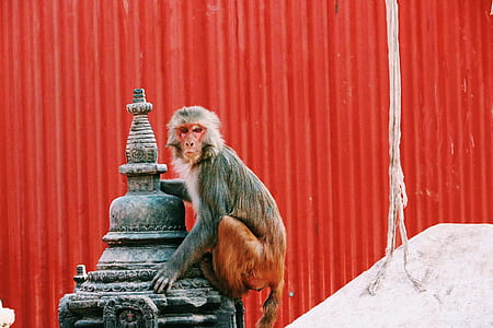 black and brown monkey on black metal decoration thumbnail