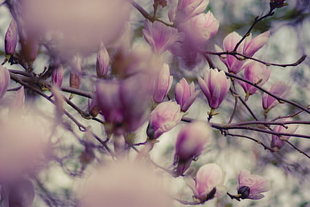 Close-up Photography of Magnolia Flowers thumbnail