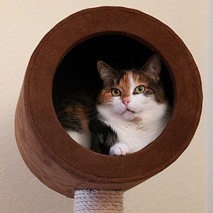 calico cat on cat condo thumbnail