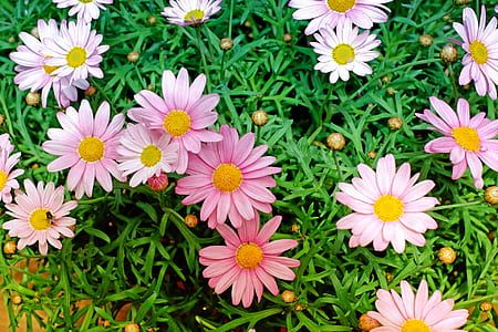 blooming pink daisy flowers thumbnail