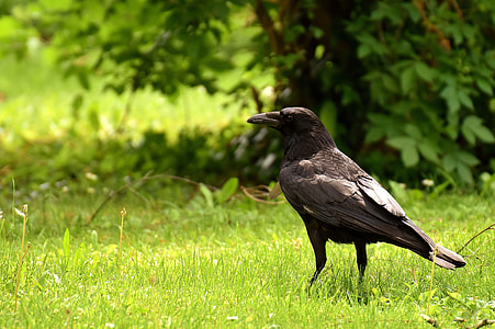 black bird standing on green grass thumbnail