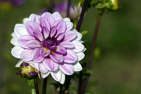 purple and white dahlia flower in close-up photography thumbnail