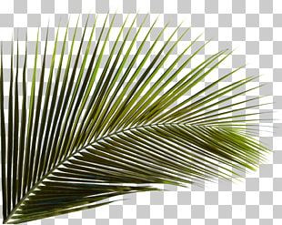 Arecaceae Leaf Palm branch Areca palm Coconut, Green coconut leaves, green palm leaf PNG clipart