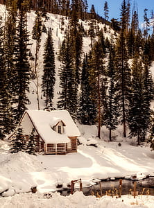 house near pine trees thumbnail