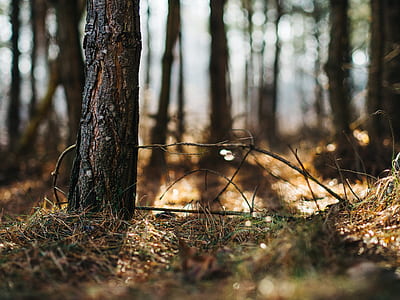 selective focus photography of tree thumbnail