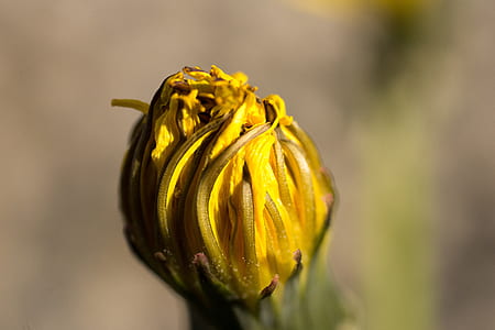 yellow flower photography thumbnail