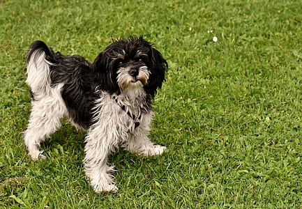 adult white and black shih tzu thumbnail