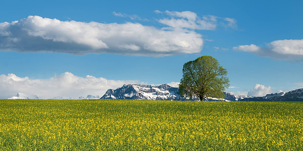 Tree and field of flowers with mountains in the backgroound in Switzerland thumbnail