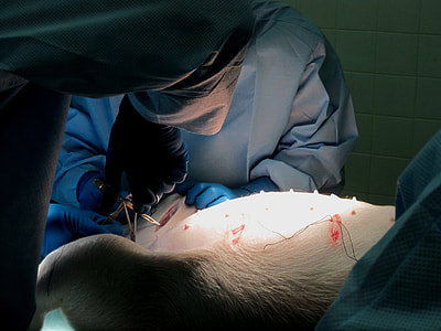 veterinarian performing surgery on animal thumbnail