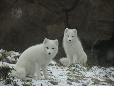 two white wolves thumbnail