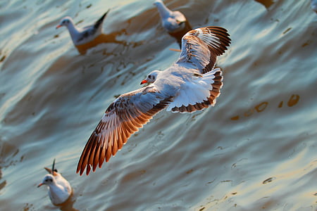 aerial view photography of ring-billed gull thumbnail