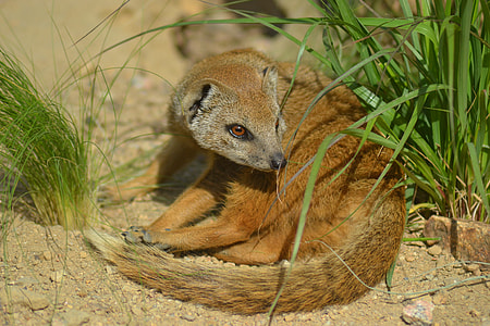 Yellow Mongoose, Cynictis Penicillata thumbnail