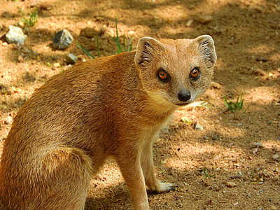 Mongoose Fox, Mongoose thumbnail
