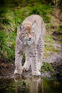 gray and brown cat thumbnail