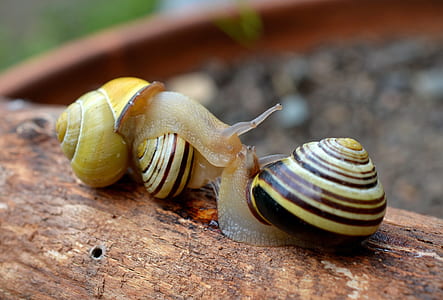 two snails on brown wooden stick thumbnail
