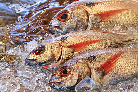 macro photography of fish with ice thumbnail