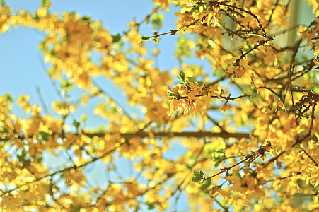 tilt shift lens photography of yellow flowers thumbnail