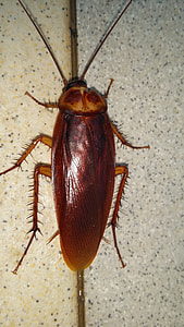 close-up photo of brown banded cockroach thumbnail