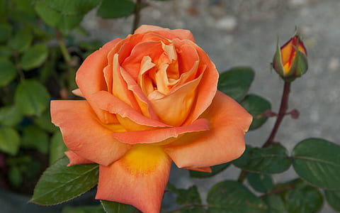close-up photography of orange rose thumbnail