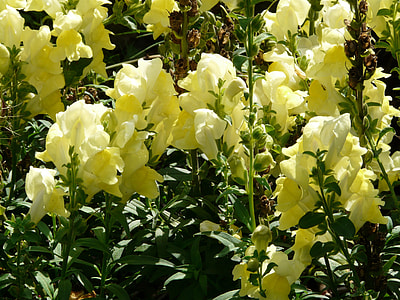 Loewenmaeulchen, Antirrhinum Majus thumbnail