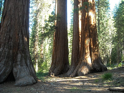 brown wooden trees thumbnail
