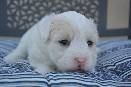 white puppy lying on blue aztec textile close-up photo thumbnail