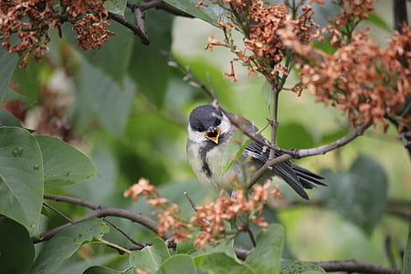 shallow focus photography of gray and white bird thumbnail