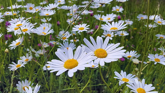close up photo of daisy flower thumbnail