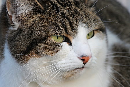 white and brown tabby cat thumbnail