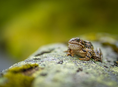 selective focus photography of brown and black frog on log during day thumbnail