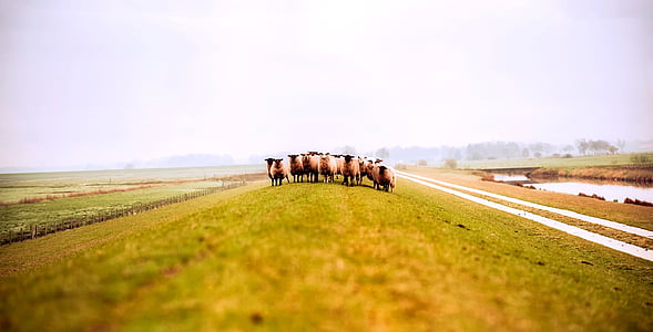 herd of sheep in farm thumbnail