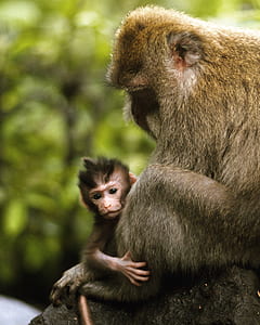 Monkey holding child photo thumbnail