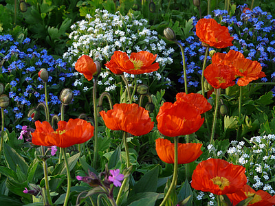 assorted flowers thumbnail