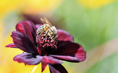 brown bee perched on red petaled flower thumbnail