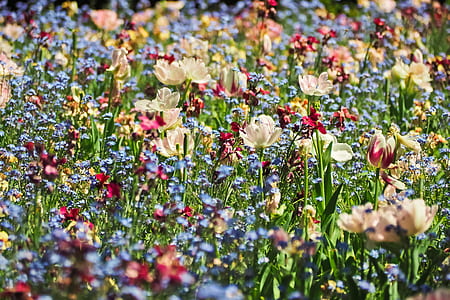 assorted-color flower field during daytime thumbnail