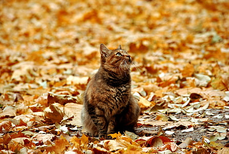 short-haired brown and black cat on ground thumbnail